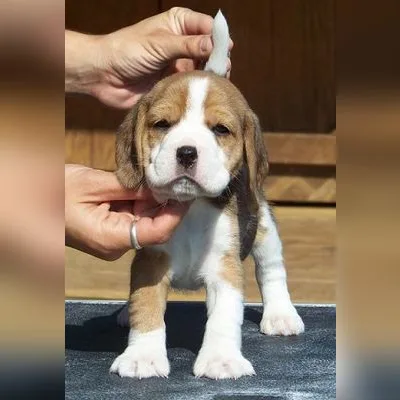 Hand-Raised Beagle Pup in Habra