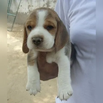Imported Lineage Beagle in Haldia