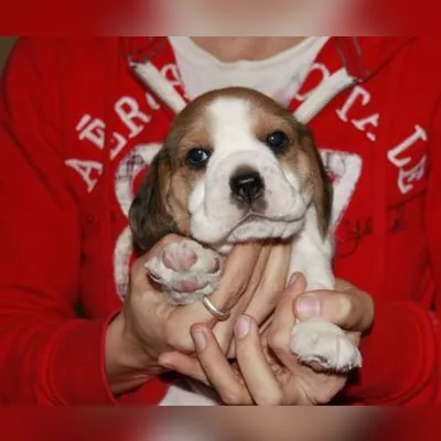 Beagle Puppy from Trusted Breeder in Howrah