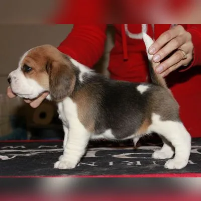 Mini Beagle Puppy for Sale in Kharagpur