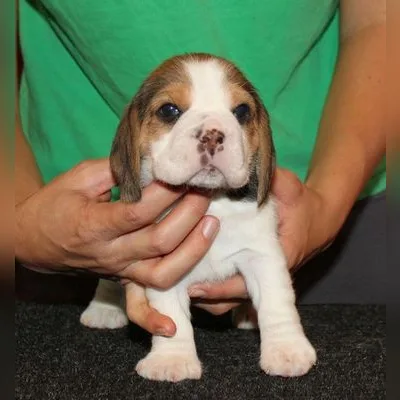 13-inch Beagle Puppy in Kolkata