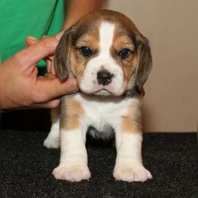 Show-Line Beagle Puppy in Malda