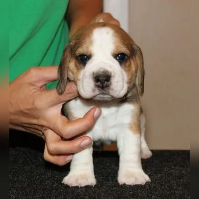 Energetic Beagle Puppy in Dehradun
