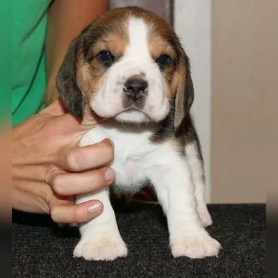 Active & Playful Beagle Pup — Shantiniketan