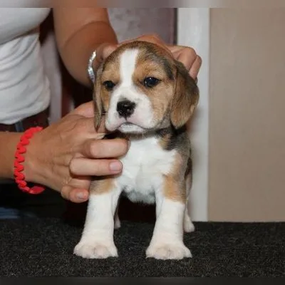 Beagle Puppy with KCI Papers Delivered to Siliguri