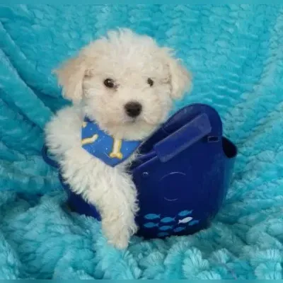 Bichon Frise Puppies for Sale in Uttam Nagar - Enquiry