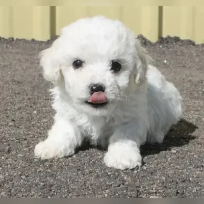 Bichon Frise Puppies for Sale in East Delhi - Enquiry