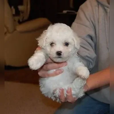 Bichon Frise Puppies for Sale in Dehradun - Enquiry