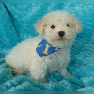 Bichon Frise Puppies for Sale in Saket - Enquiry