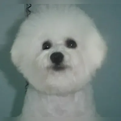 Bichon Frise Puppies for Sale in Ranchi - Enquiry
