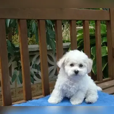 Bichon Frise Puppies for Sale in West Delhi - Enquiry