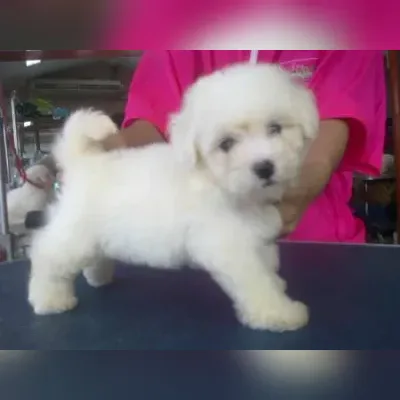 Bichon Frise Puppies for Sale in North Delhi - Enquiry