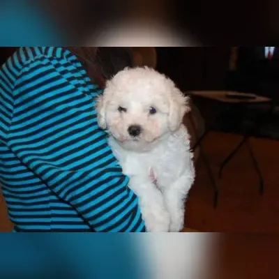 Bichon Frise Puppies for Sale in Central Delhi - Enquiry