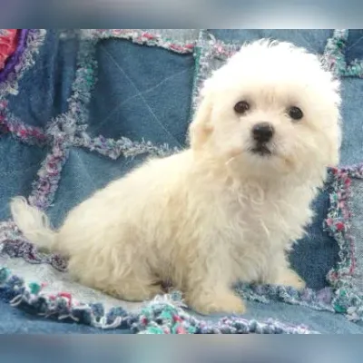Bichon Frise Puppies for Sale in Dwarka - Enquiry