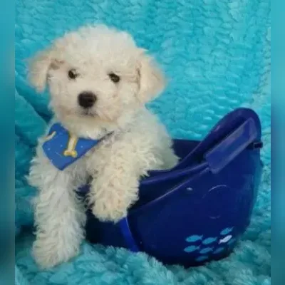 Bichon Frise Puppies for Sale in Rohini - Enquiry