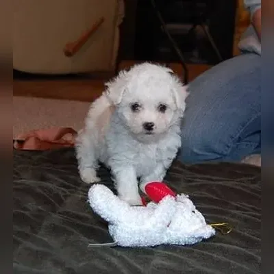 Bichon Frise Puppies for Sale in New Delhi - Enquiry