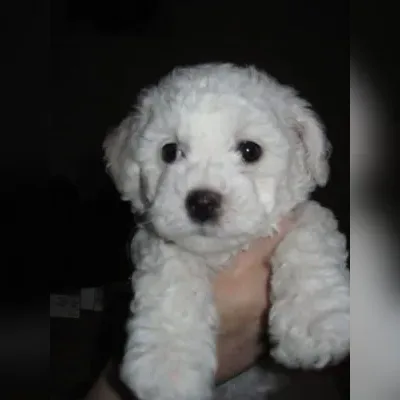 Bichon Frise Puppies for Sale in South Delhi - Enquiry