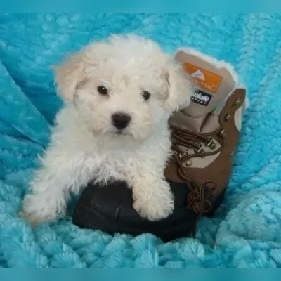 Bichon Frise Puppies for Sale in Rajouri Garden  - Enquiry