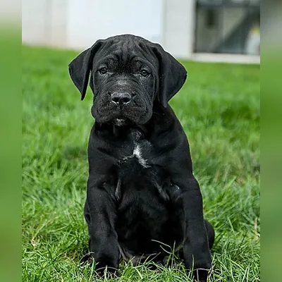 Heavy Bone Cane Corso Pup Available in Car Nicobar