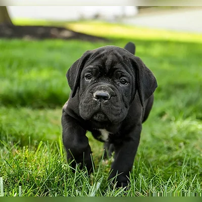 Champion Bloodline Cane Corso in Diglipur
