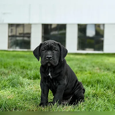 Show-Quality Cane Corso Puppy in Mayabunder
