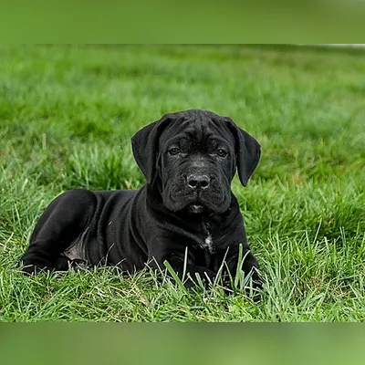 Black Cane Corso Puppy for Sale in Port Blair