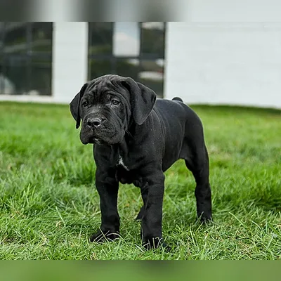 Blue Cane Corso Pup in Rangat