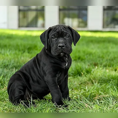 Formentino Cane Corso Available in Anantapur