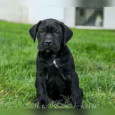 Brindle Cane Corso Puppy in Chittoor