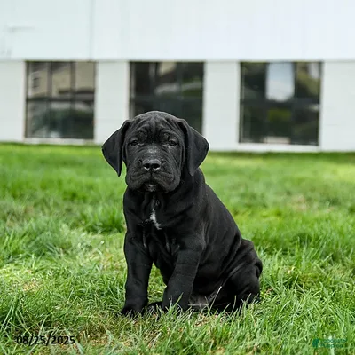 Imported Lineage Cane Corso in Eluru