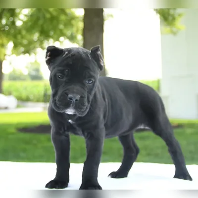 Heavy Built Italian Cane Corso for Sale in Greater Noida