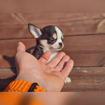 Teacup Chihuahua Puppy for Sale in Diglipur