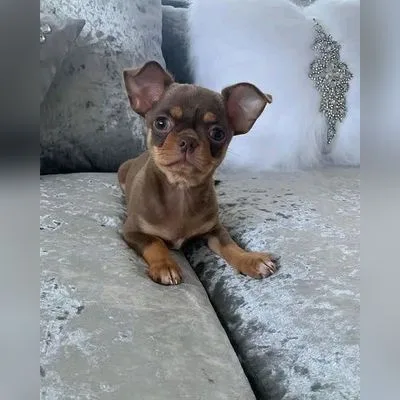 Long-Coat Chihuahua in Mayabunder