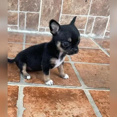 Chihuahua Pup with Vet Records — Dehradun