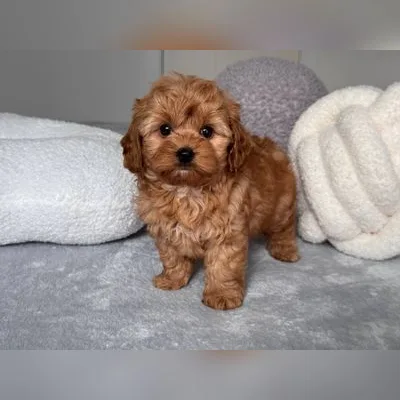 Cockapoo Puppy for Sale in India