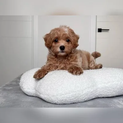 Cockapoo Puppy for Sale in Car Nicobar