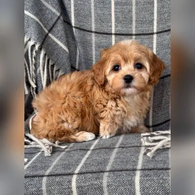 Cockapoo Puppy for Sale in Diglipur