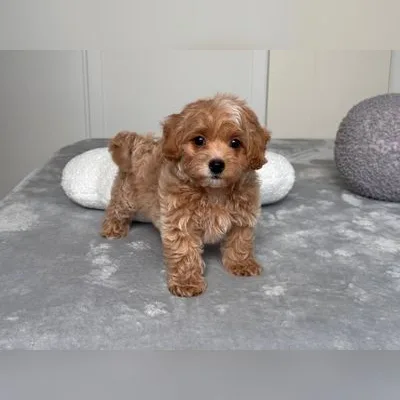 Cockapoo Puppy for Sale in Mayabunder