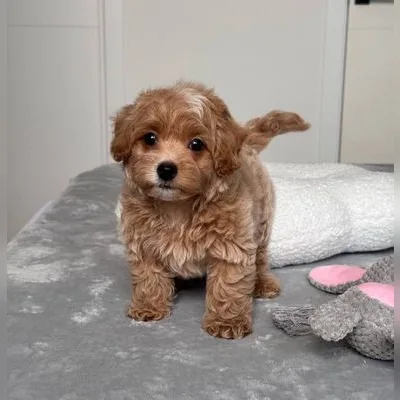 Cockapoo Puppy for Sale in Port Blair