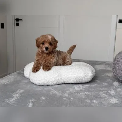 Cockapoo Puppy for Sale in Rangat