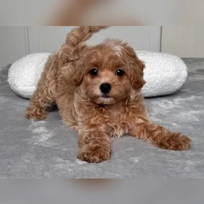 Cockapoo Puppy for Sale in Anantapur