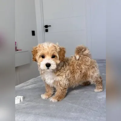 Cockapoo Puppy for Sale in Chittoor