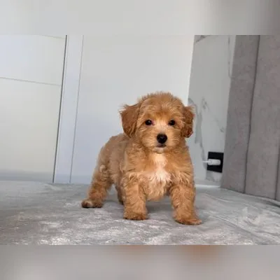 Cockapoo Puppy for Sale in Greater Noida