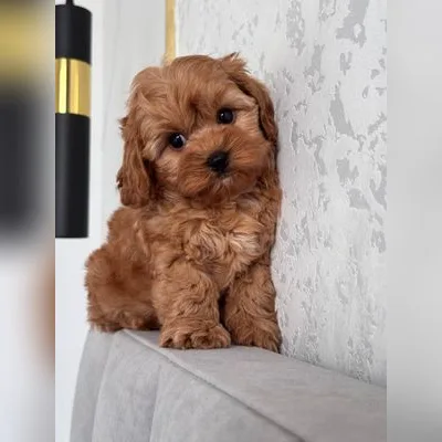 Cockapoo Puppy for Sale in Dehradun