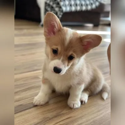 Pembroke Welsh Corgi Puppy in India
