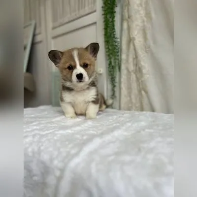 Sable Corgi Pup Available in Car Nicobar