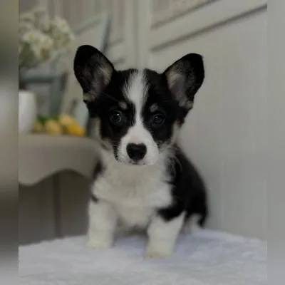Tri-Color Corgi Puppy for Sale in Diglipur