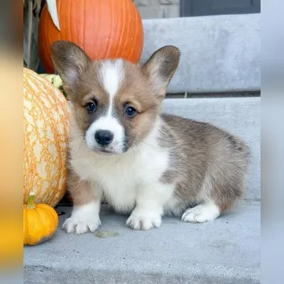 Red & White Corgi Pup in Mayabunder