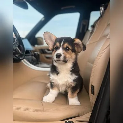 Champion Bloodline Corgi in Port Blair