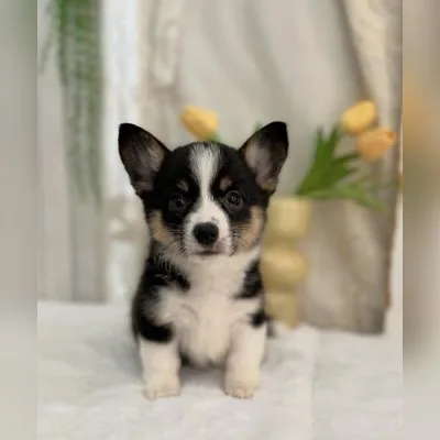 Show-Quality Corgi Puppy in Rangat